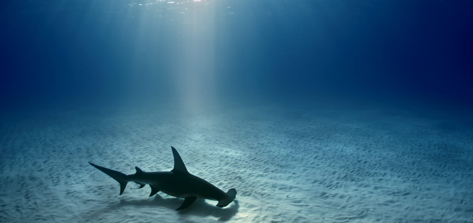 shark net shark culling Australia hammerhead