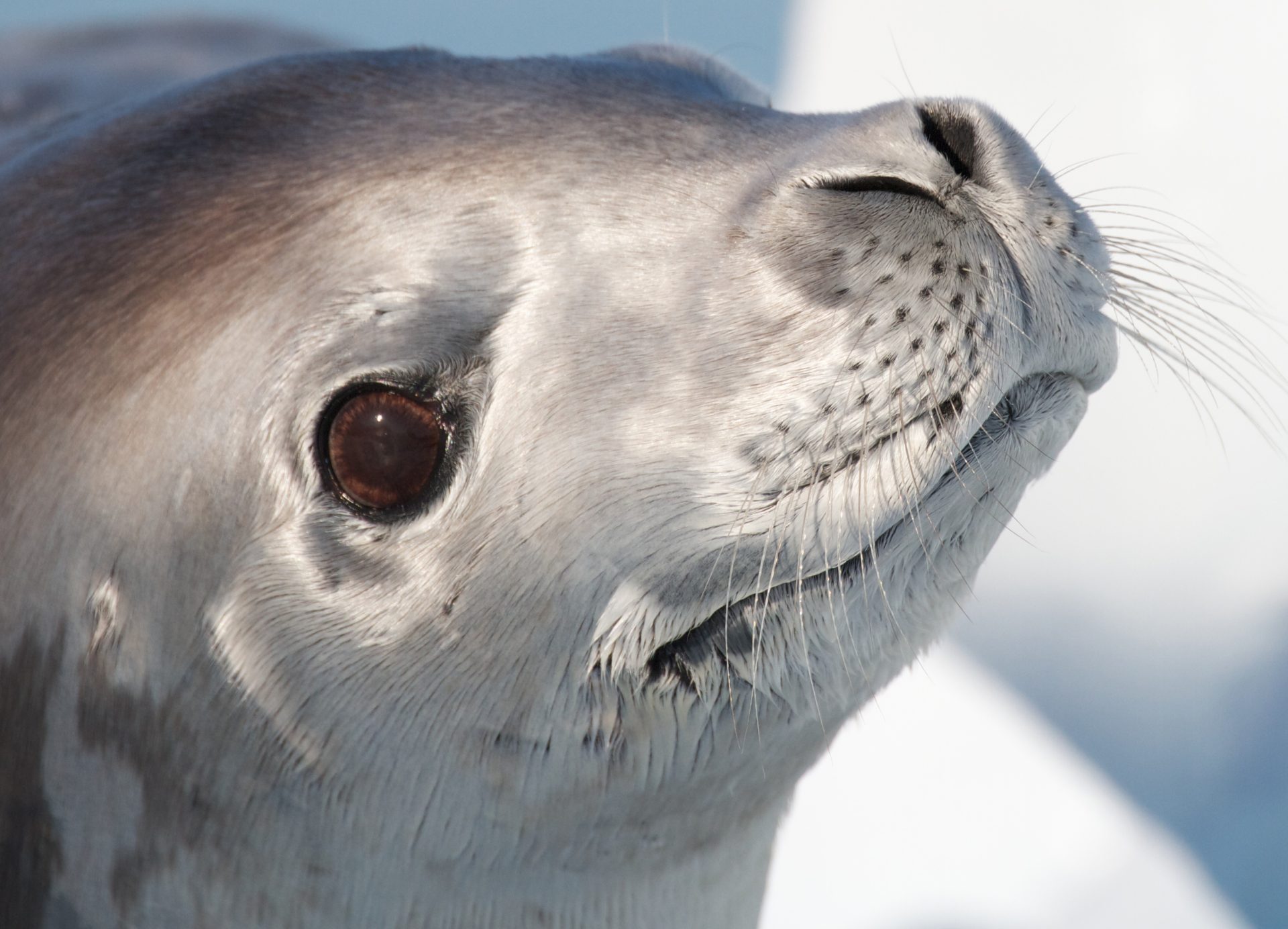 crabeater seals antarctica eye