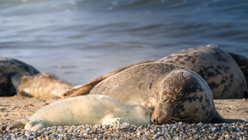grey seal colony Blakeney Point