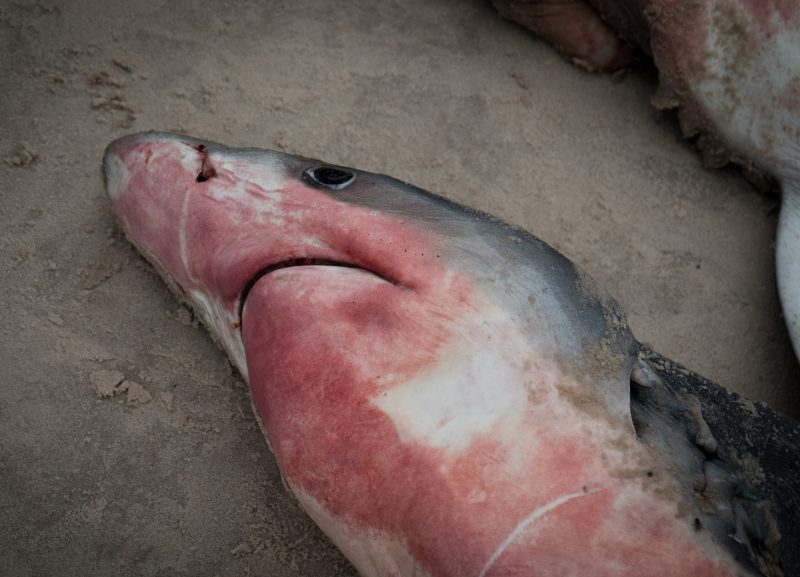 Shark fishing Republic of Congo TRAFFIC