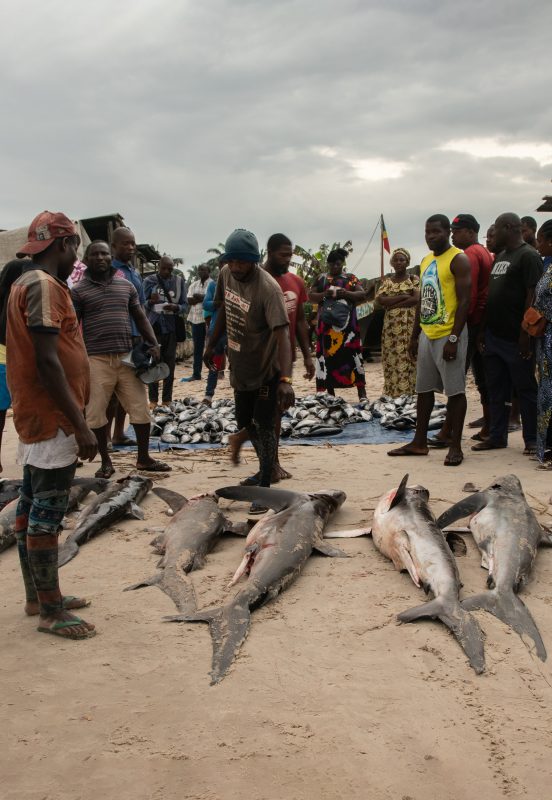 Shark fishing Republic of Congo TRAFFIC sharks