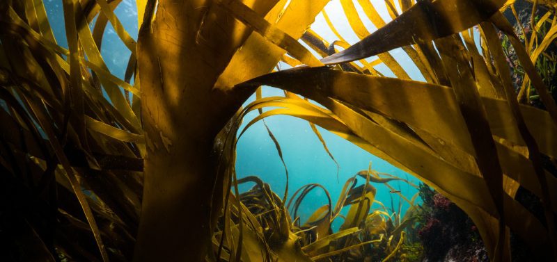 Lou Luddington sailing seaweed
