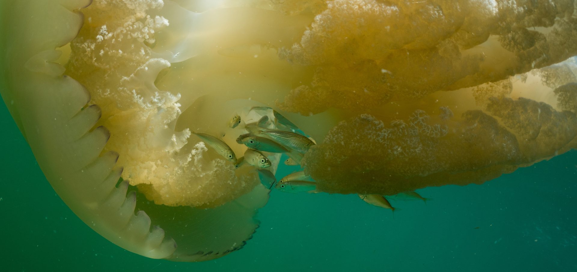 Lou Luddington sailing jellyfish