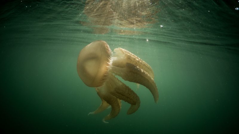 Lou Luddington sailing jellyfish ocean