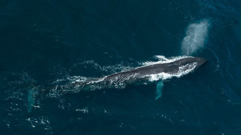 Dr Asha de Vos Sri Lanka blue whales