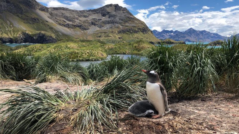 gentoo penguin and chick