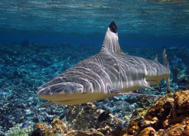 USFWS Global Fishing Watch Marine Protected Areas