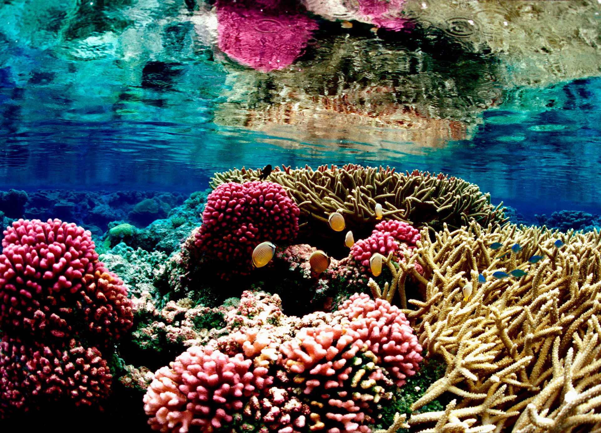 Coral reef Palmyra Global Fishing Watch Marine Protected Areas
