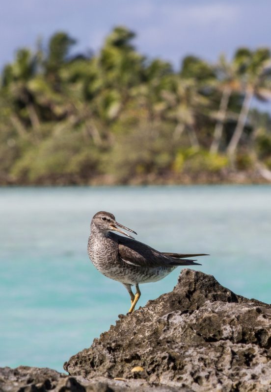 Wandering Tattler Global Fishing Watch Marine Protected Areas