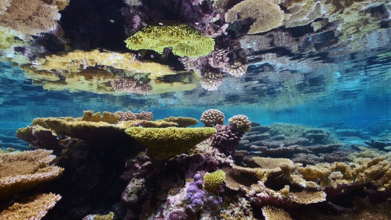 Global Fishing Watch Marine Protected Areas Palmyra