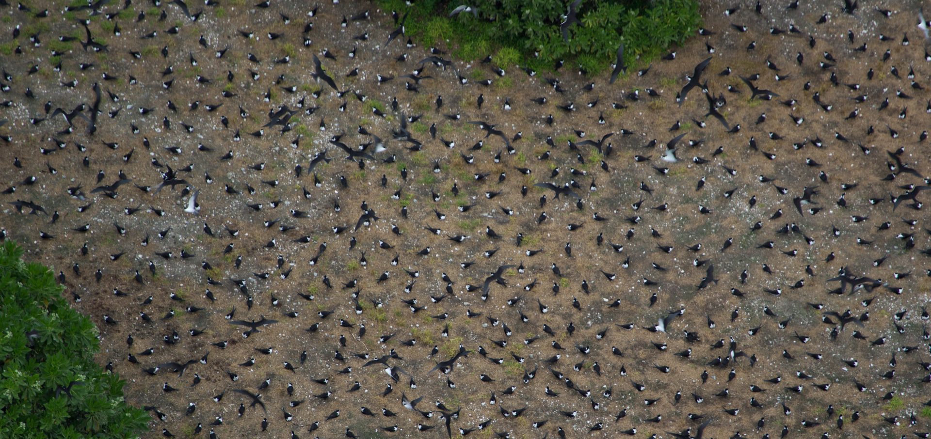 Sooty terns Global Fishing Watch Marine Protected Areas