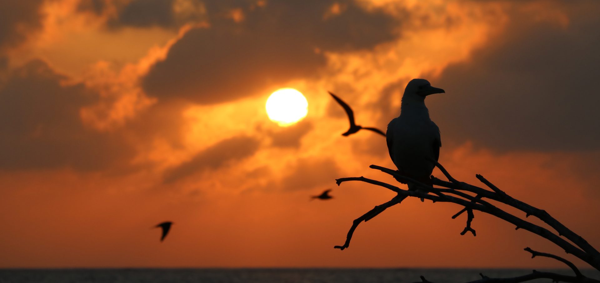 Booby Global Fishing Watch Marine Protected Areas