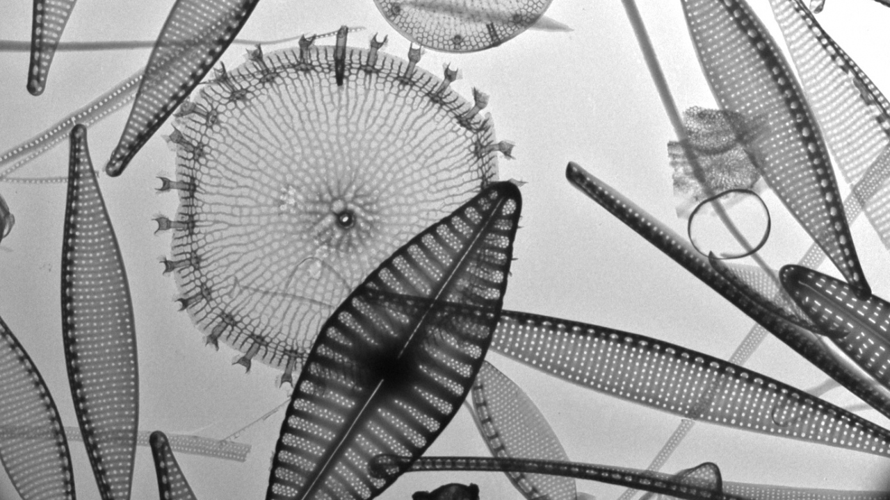 Ninety years of data shows global warming impacts on foundation of marine ecosystems phytoplankton