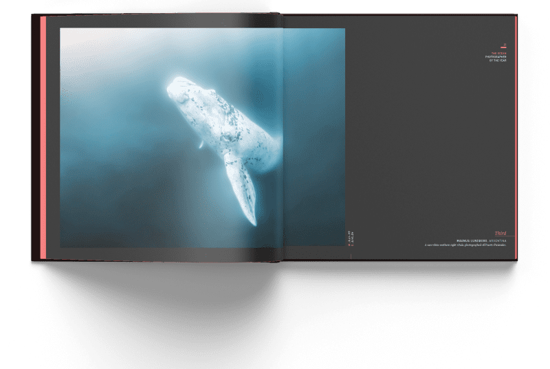 White southern right whale, Magnus Lundborg, Ocean Photography Awards