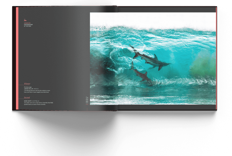 Surfing sharks, Australia, Sean Scott