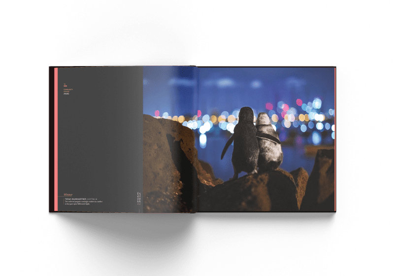 Penguins, Ocean Photography Awards, Tobias Baumgaertner