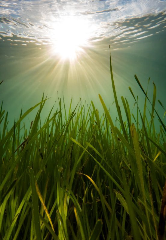 UK seagrasses seagrass meadow
