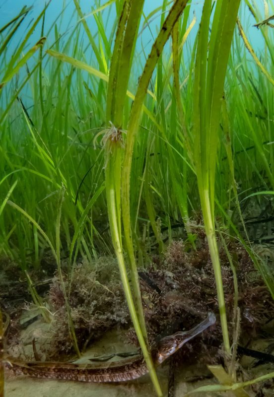 UK seagrasses plymouth
