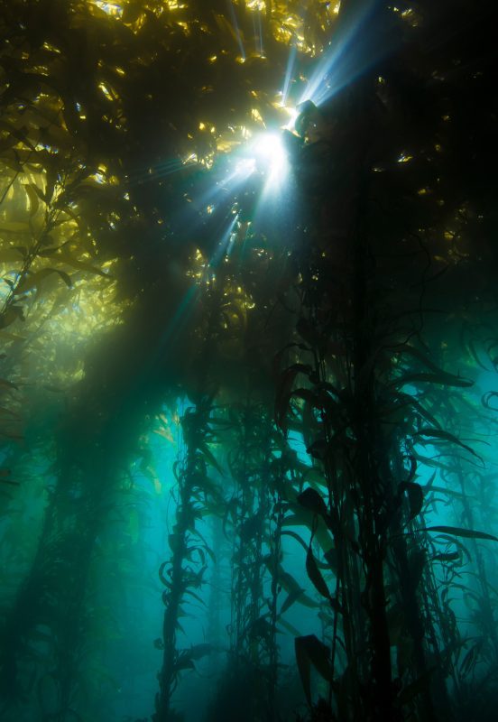 kelp forest salish sea underwater