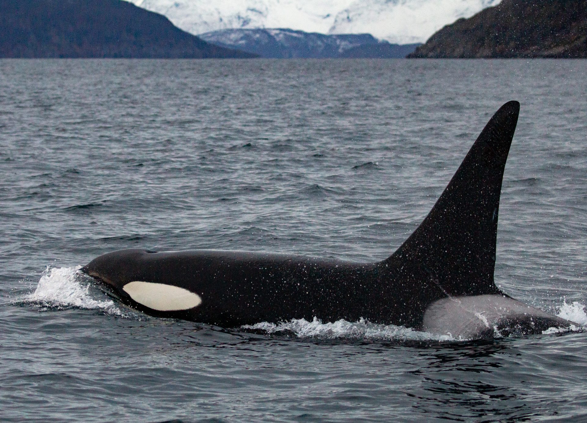whale watching Norway covid 2020 orca