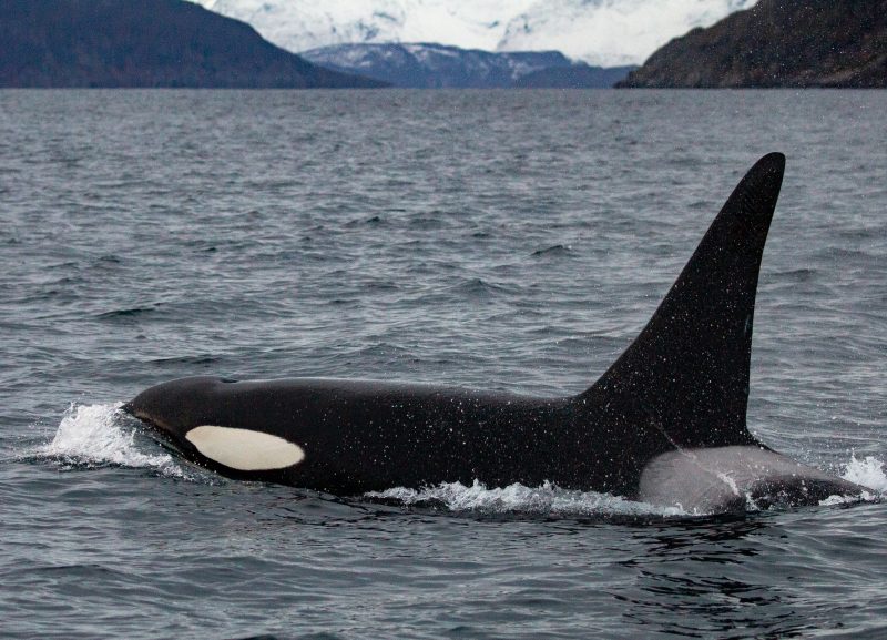 whale watching Norway covid 2020 orca