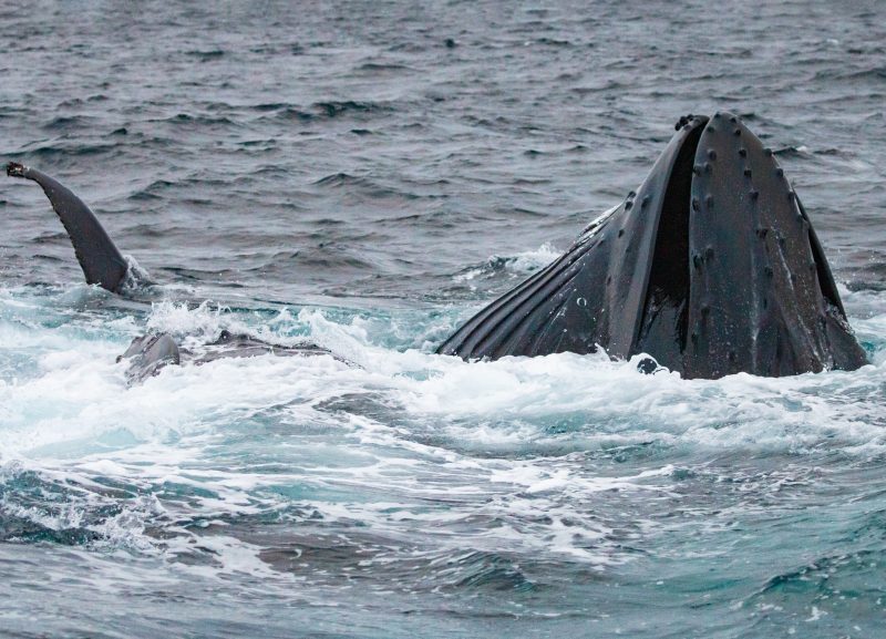 whale watching Norway covid 2020 humpback