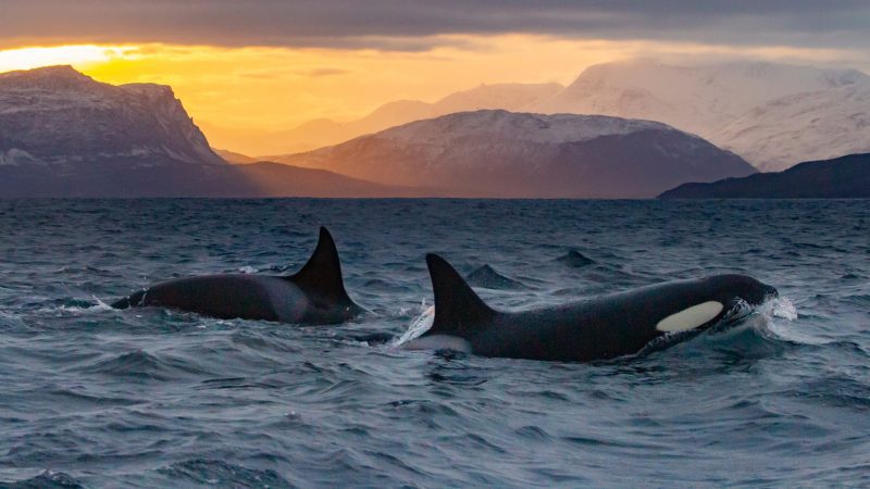 whale watching Norway covid 2020 orcas