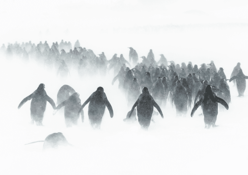 Issue 16, Oceanographic Magazine, Antarctica
