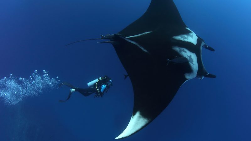 giant manta endangered species