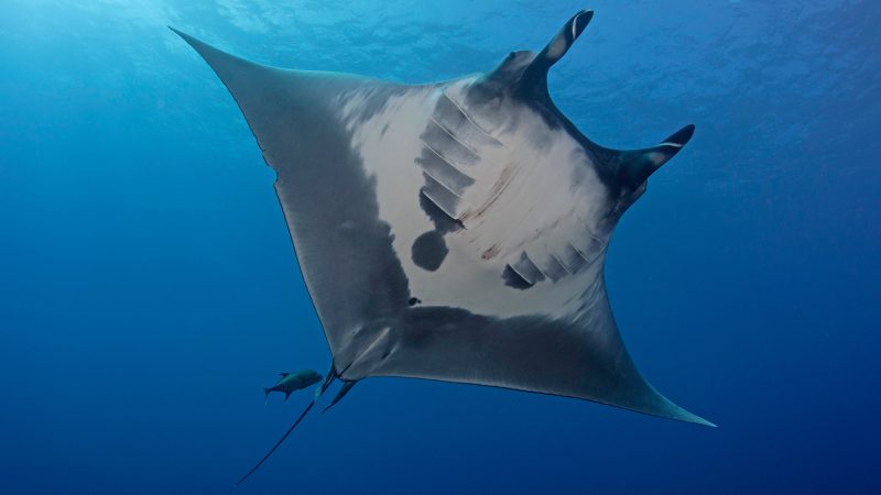 giant manta endangered species