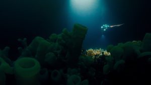 glass sponge reef howe sound british columbia