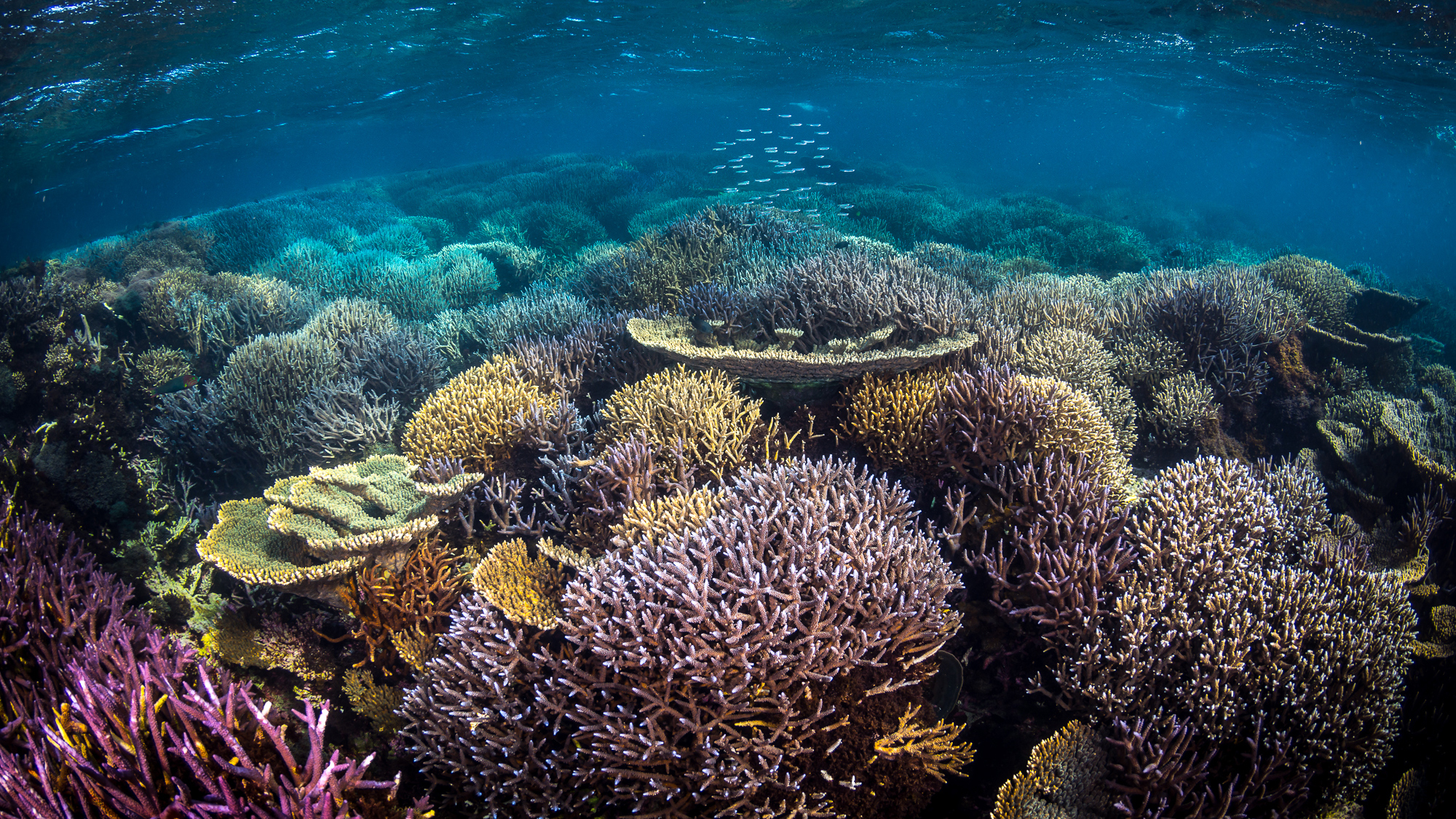 IUCN natural world heritage sites climate change great barrier reef