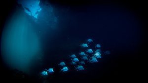 pocillopora coral reef diving underwater