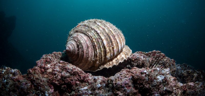 pocillopora coral reef diving