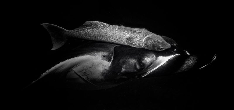 pocillopora coral reef diving manta