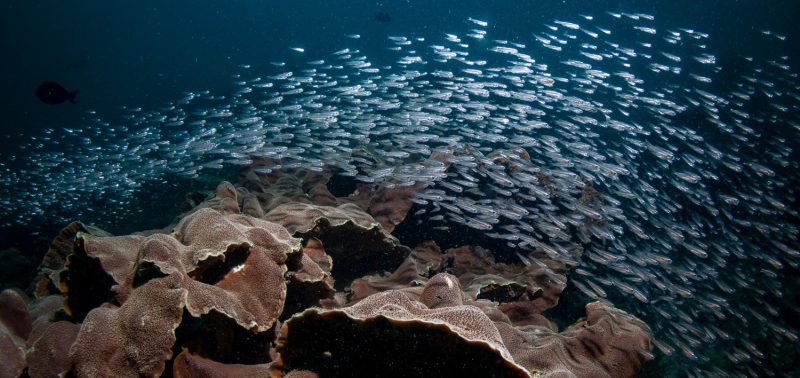 pocillopora coral reef diving school