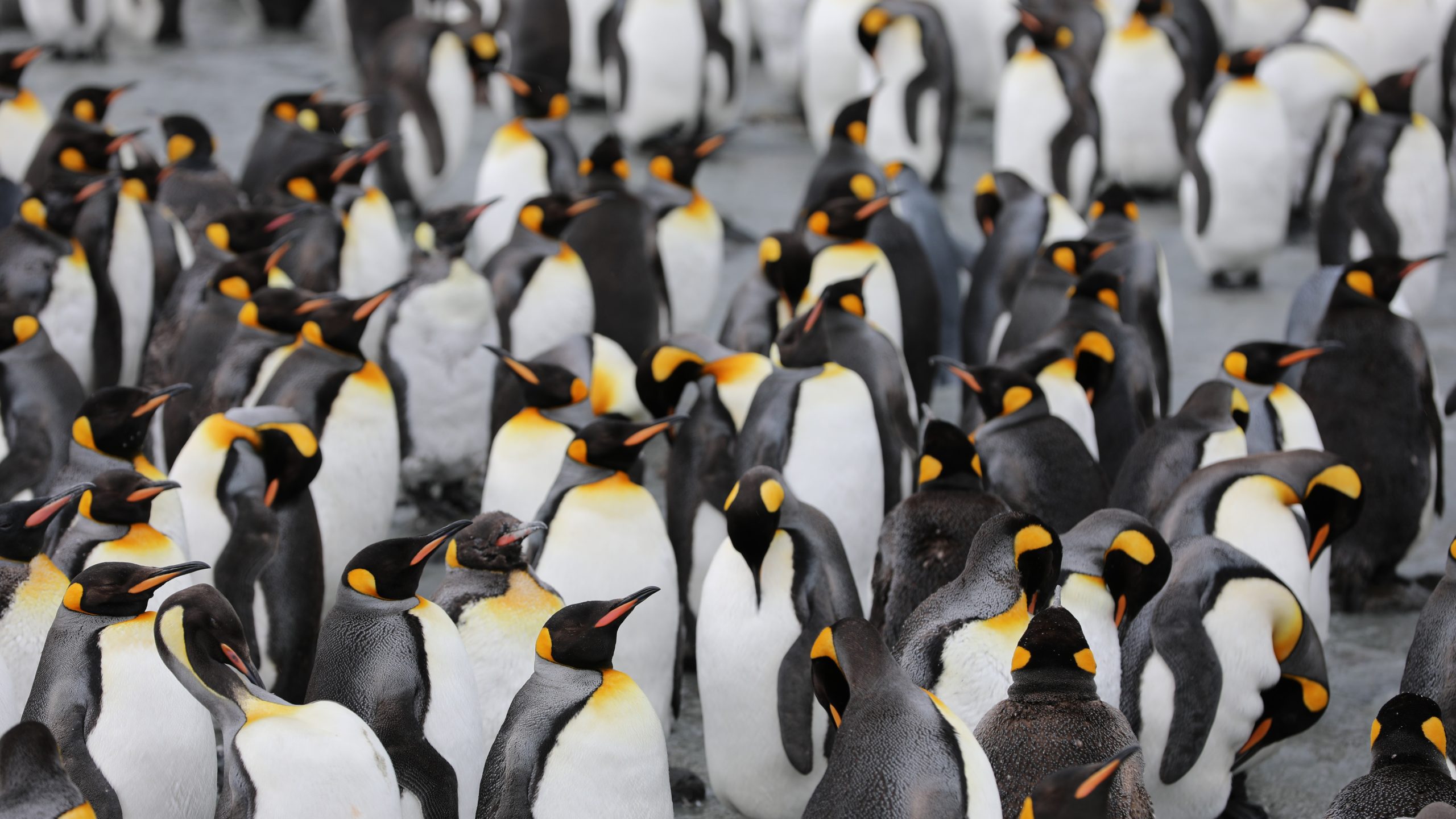 antarctic penguins