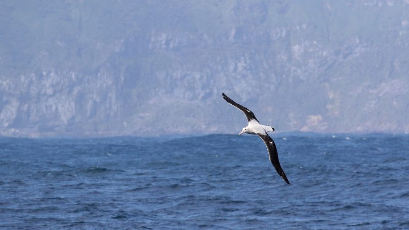 Albatross Noah Strycker