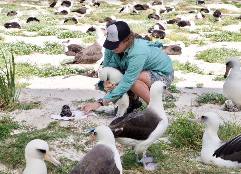 Midway Island Albatross tagging