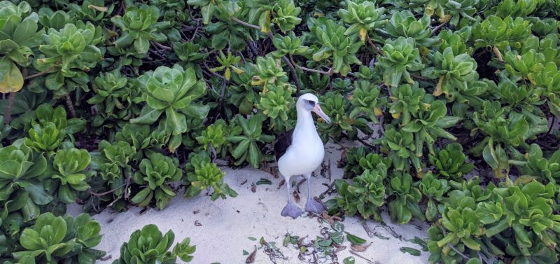 Midway Island Laysan Albatross