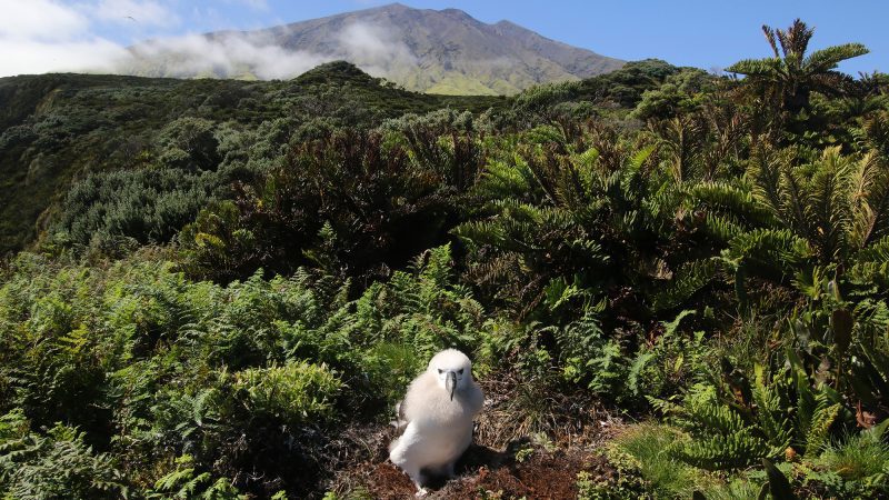Midway Island Albatross yellow-nosed chick