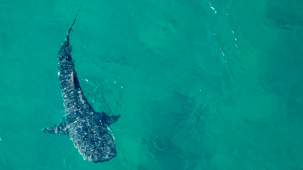 A new commercial fishing law passed in Mozambique enacts protections for whale sharks, manta rays, and all mobula species.