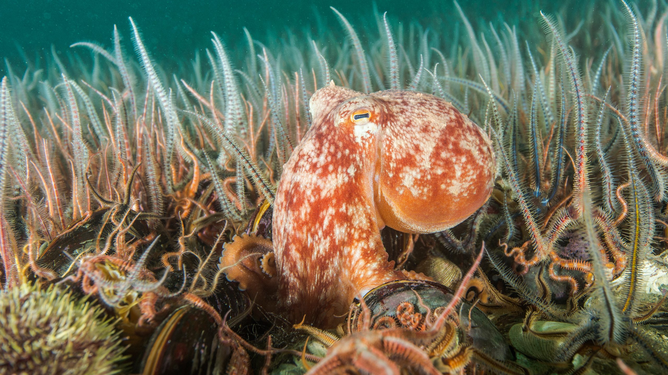curled octopus shetland scotland bottom trawling UK waters marine conservation society