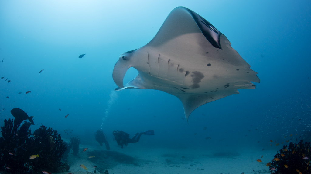 A new commercial fishing law passed in Mozambique enacts protections for whale sharks, manta rays, and all mobula species.