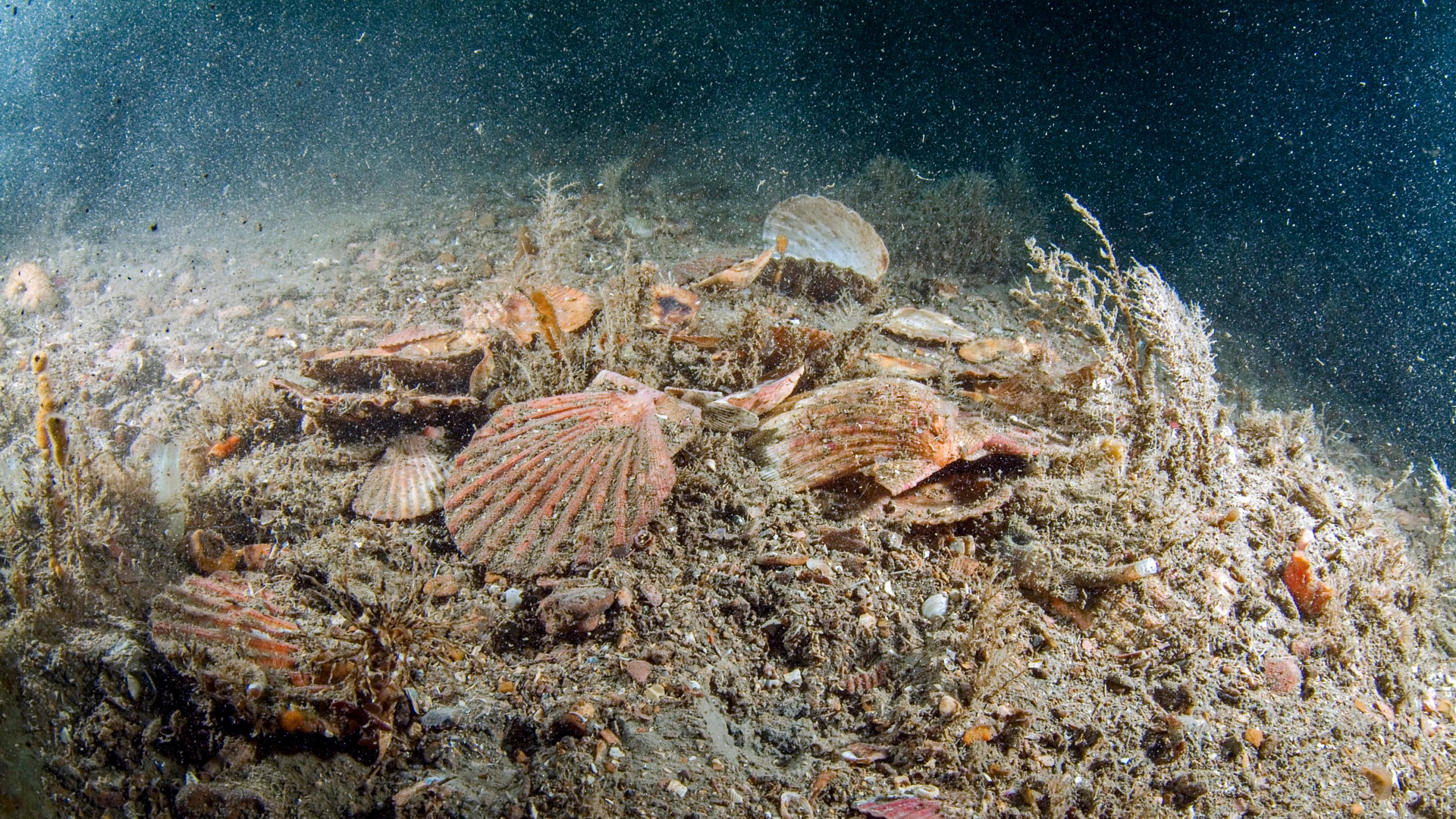 after dredging bottom trawling UK waters marine conservation society