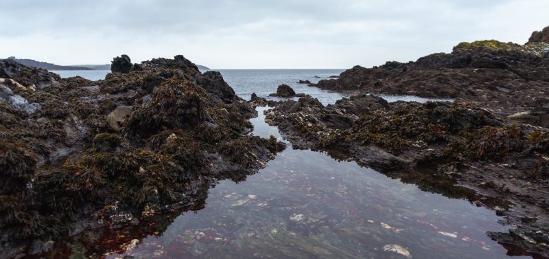 wild swimming cornwall rock pools