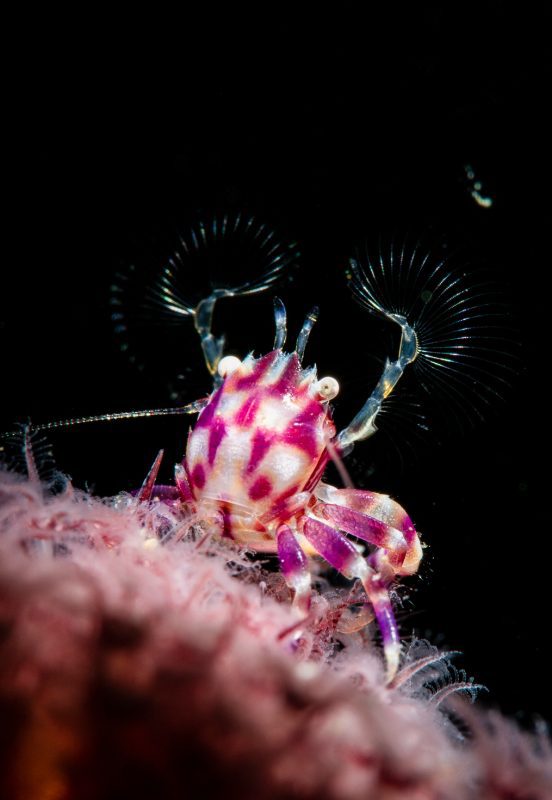 Erik Lucas Lembeh Strait Indonesia macro