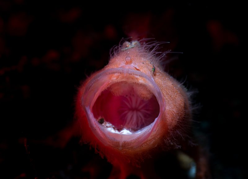 Erik Lucas Lembeh Strait Indonesia