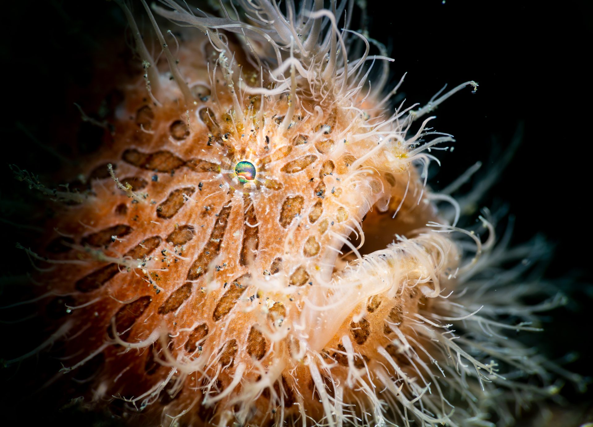Erik Lucas frogfish