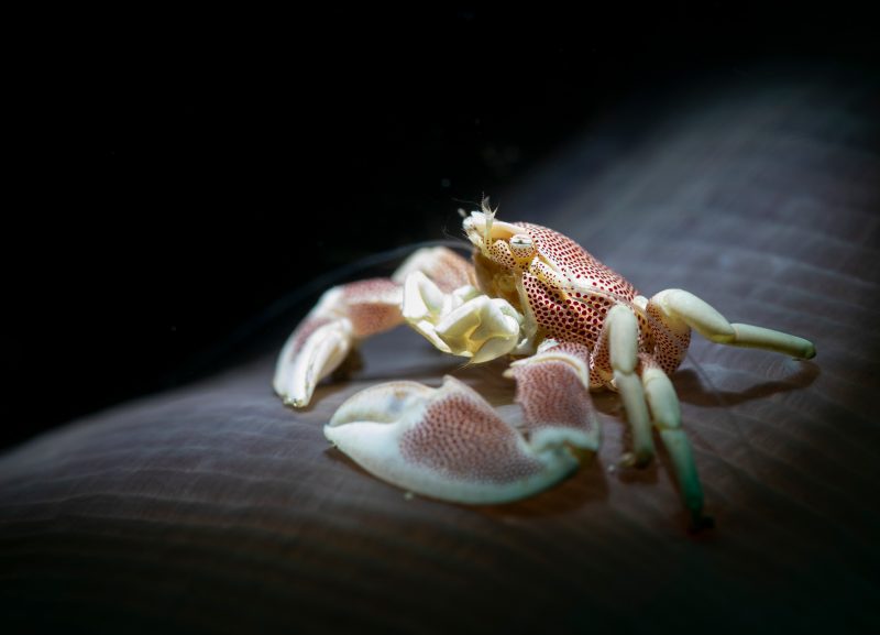 Erik Lucas Lembeh Strait Indonesia